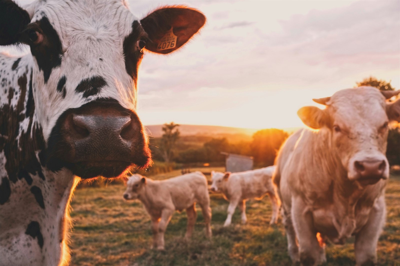 Agribusiness